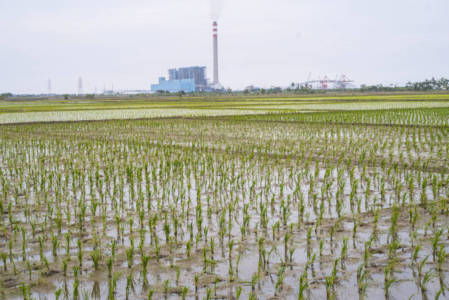 A paddy field near the Indramayu coal-fired power station in Mekarsari village, Indramayu regency, West Java province on 25 January 2017. "Agriculture productivity gets lower and unemployments are everywhere since productive lands got evicted, the dust from the coal also give bad impact to the locals' health," said locals. Photo by Ardiles Rante for 350.org