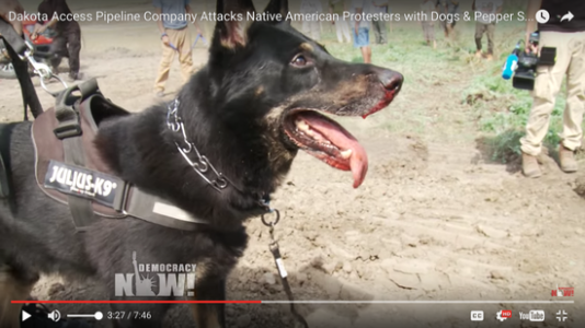 Dog at with blood on his snout after attacking water protectors - Credit: Democracy Now video